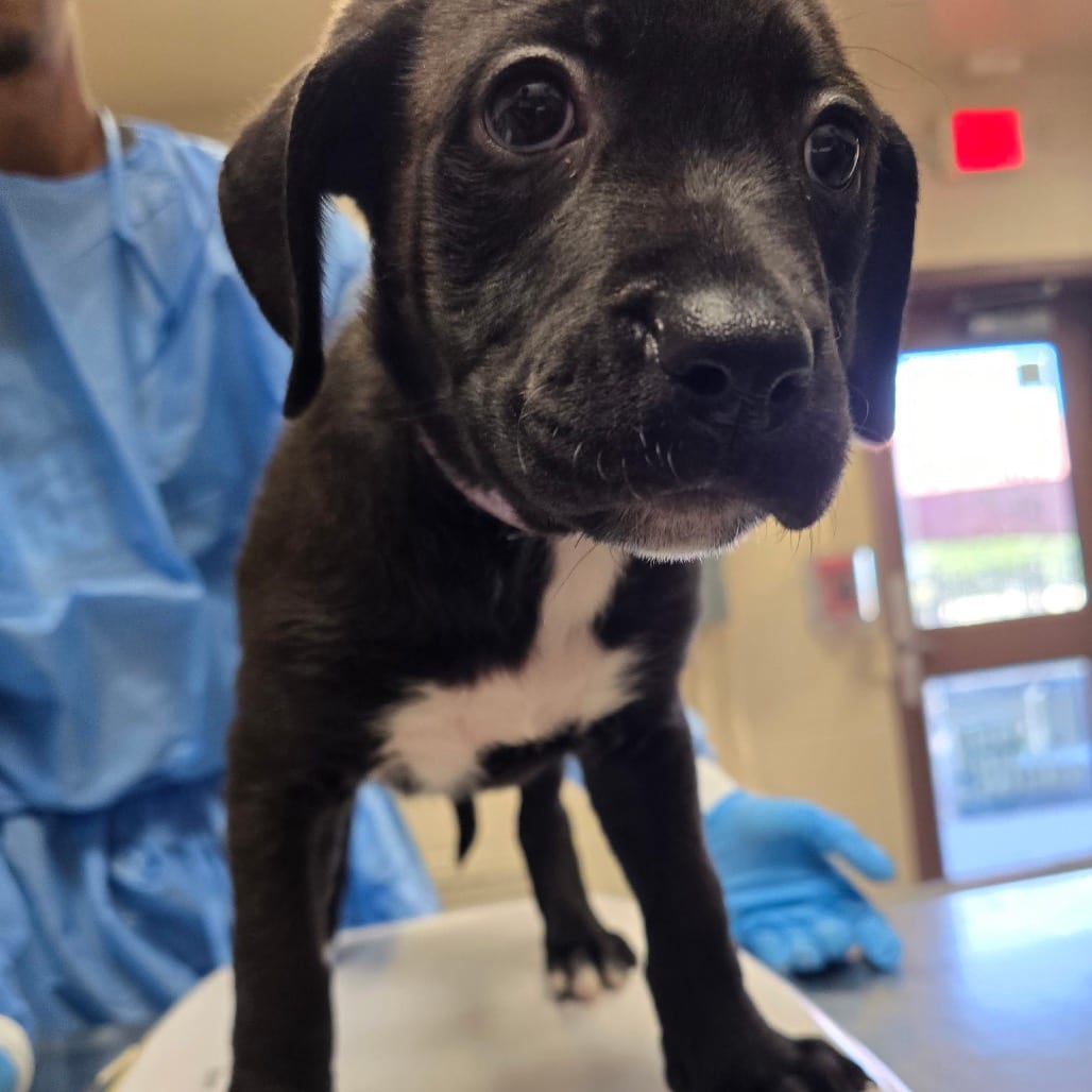 Photo of Glacier, adoptable Retriever, Labrador / Mix in San Antonio, Texas