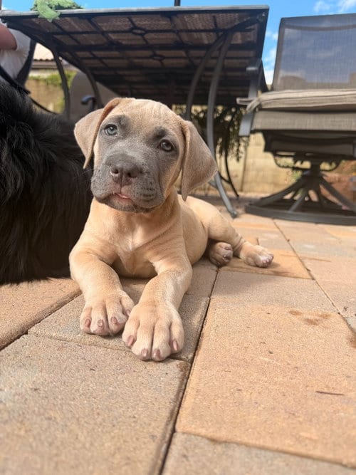 Photo of Hannibal, adoptable Pit Bull Terrier in Phoenix, Arizona