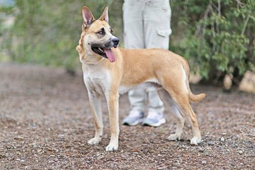 Photo of Dakota, adoptable German Shepherd Dog in Albuquerque, New Mexico