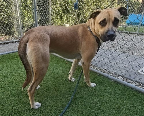 Photo of Simpson, adoptable German Shepherd Dog in San Jose, California