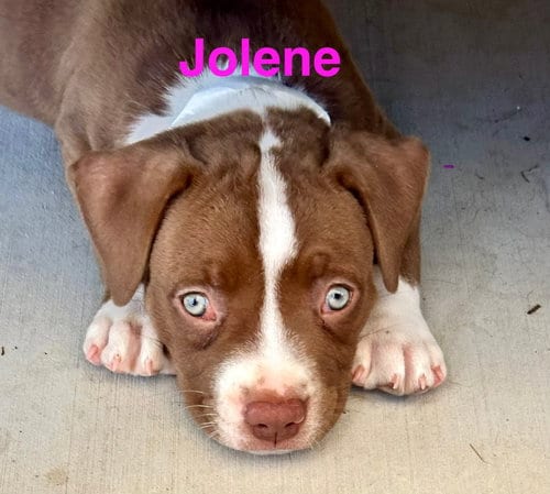 Photo of Dolly’s Dreamers - Jolene, adoptable American Staffordshire Terrier in San Diego, California