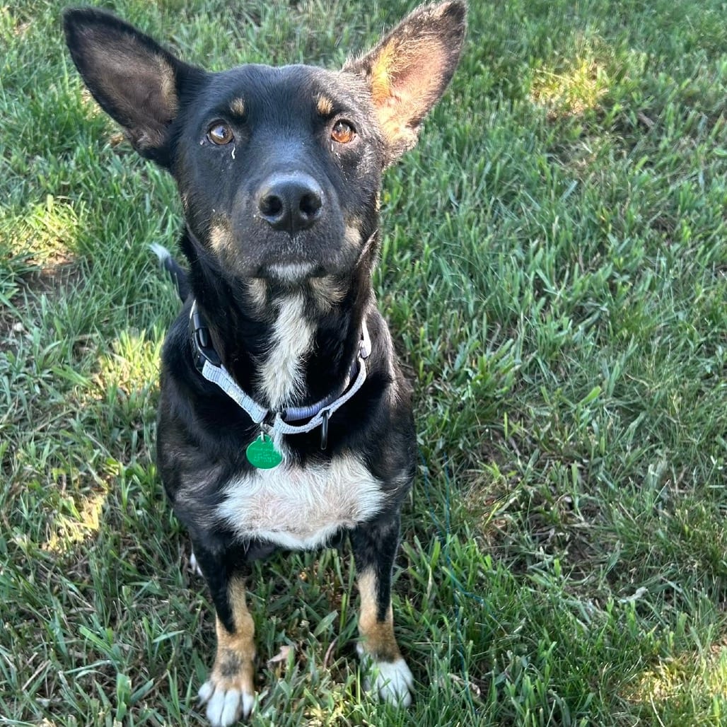 Photo of Jeanne, adoptable Mixed Breed (Large) in Buffalo, Minnesota