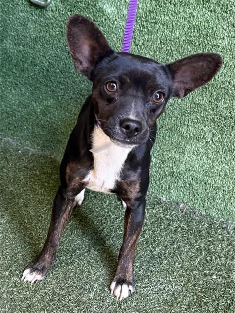 Photo of Winnie, adoptable Chihuahua in Lancaster, California
