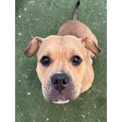 Photo of Crouton, adoptable American Pit Bull Terrier in Texas City, Texas