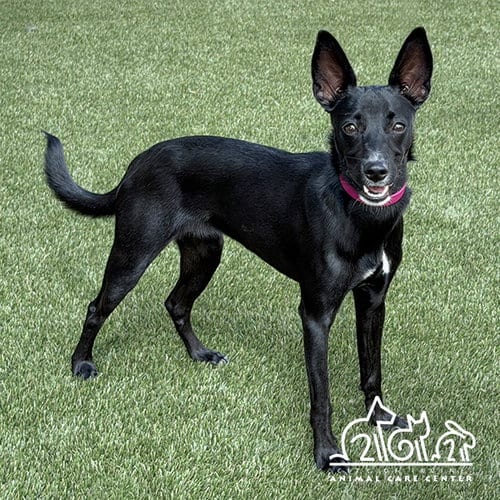 Photo of Raven, adoptable Whippet in Irvine, California