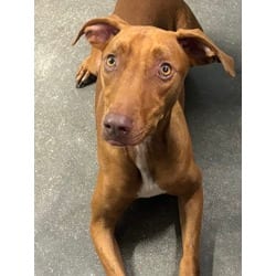 Photo of Hera, adoptable Weimaraner in San Antonio, Texas