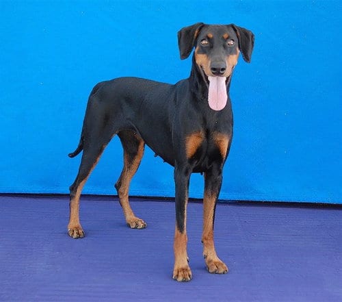 Photo of Moana, adoptable Doberman Pinscher in Baldwin Park, California