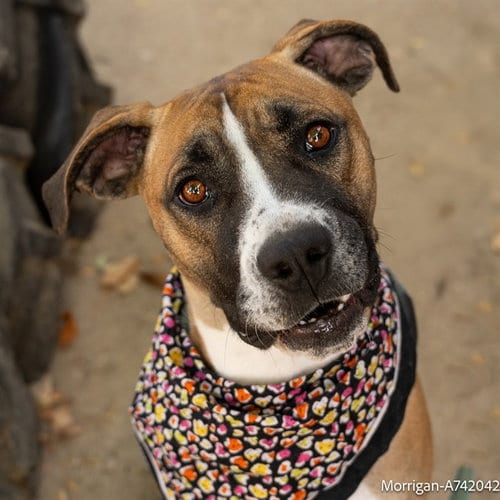 Photo of Morrigan, adoptable Boxer in Sacramento, California