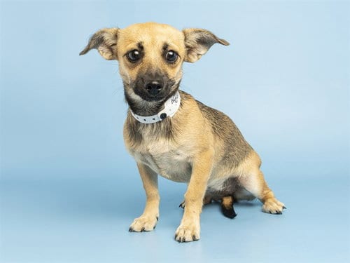 Photo of Lulu, adoptable Chihuahua in Phoenix, Arizona