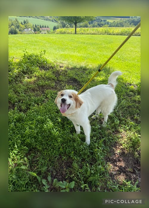 Photo of Eva, adoptable Australian Shepherd in Walnutport, Pennsylvania