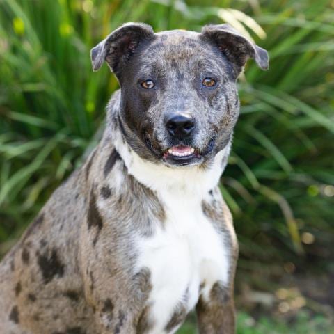 Photo of Saturn, adoptable American Pit Bull Terrier in Camarillo, California