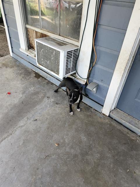 Photo of Jackie, adoptable Boston Terrier in San Antonio, Texas