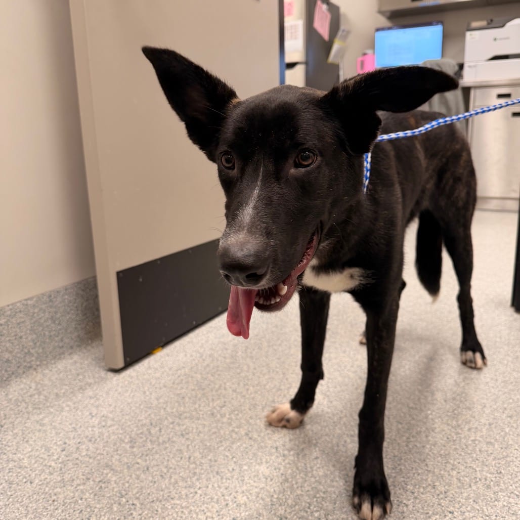 Photo of Elsa, adoptable Shepherd / Mix in Spartanburg, South Carolina