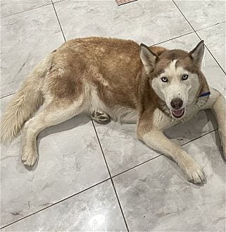 Photo of Coco, adoptable Husky in Dana Point, California