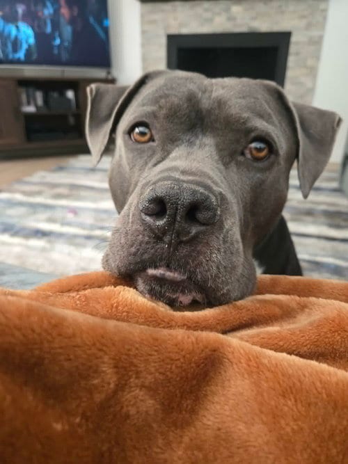 Photo of Crumpet, adoptable Pit Bull Terrier in Chandler, Arizona
