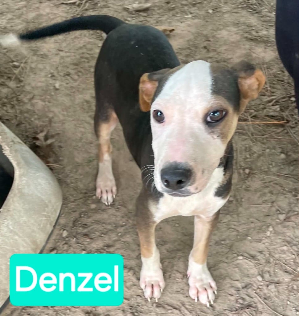 Photo of Denzel, adoptable Staffordshire Bull Terrier in Mena, Arkansas