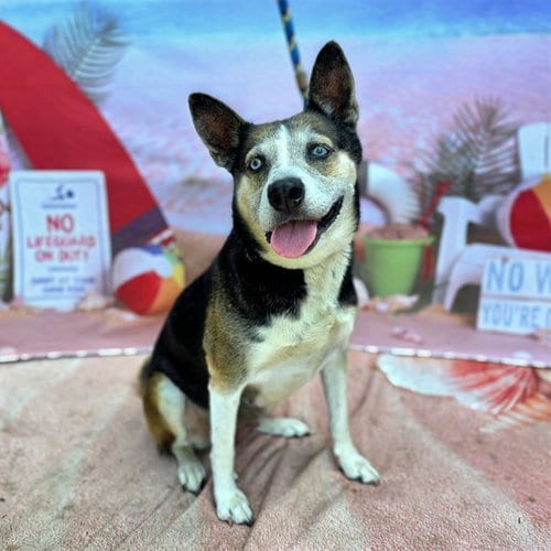 Photo of Sasha, adoptable Siberian Husky in Long Beach, California
