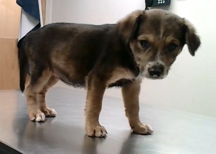 Photo of Diana, adoptable dog in Farmington, New Mexico