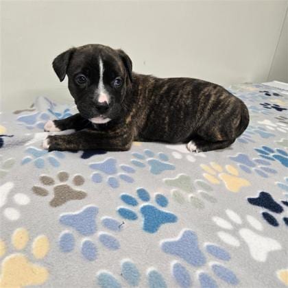 Photo of Cricket, adoptable Husky in Plano, Texas