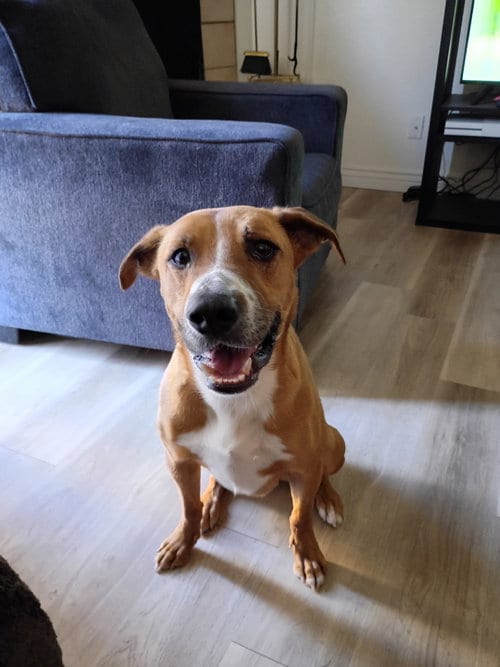 Photo of Toretto, adoptable Redbone Coonhound in Chandler, Arizona