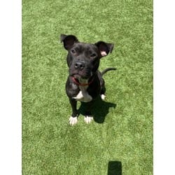 Photo of Moxie, adoptable American Pit Bull Terrier in Baton Rouge, Louisiana