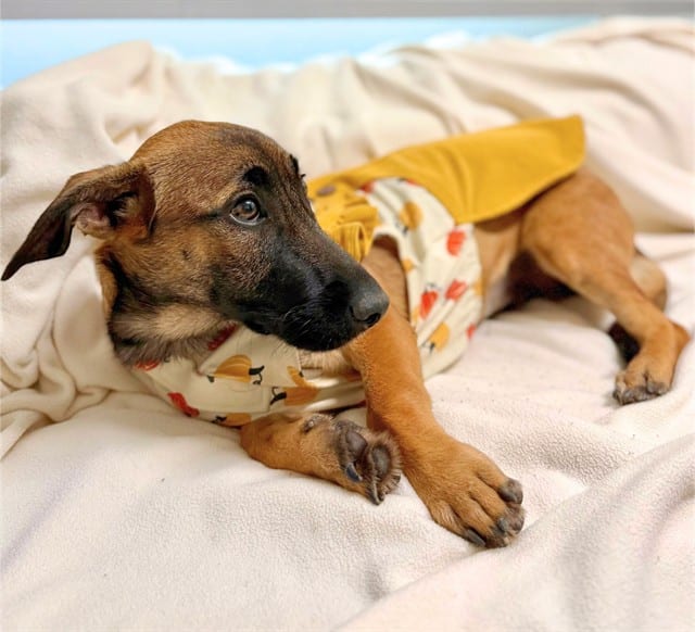 Photo of Senior Dutch Shepherd and Dachshund, adoptable Dutch Shepherd and Dachshund in Devore, California