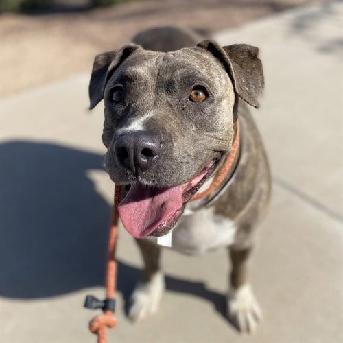 Photo of Emma, adoptable American Pit Bull Terrier in Mesa, Arizona