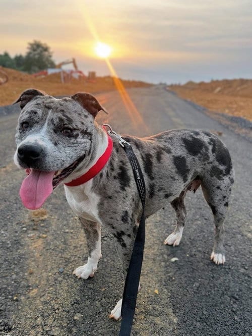 Photo of Cherry, adoptable Pit Bull Terrier in Rockville, Maryland