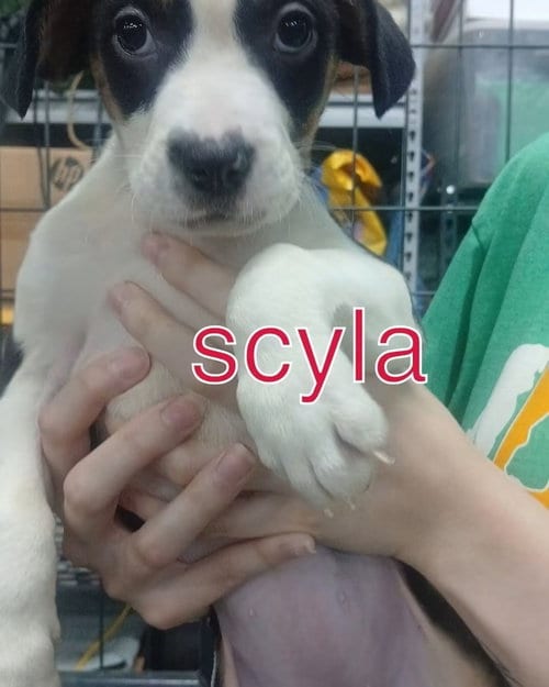 Photo of Scylla, adoptable Terrier in Evansville, Indiana