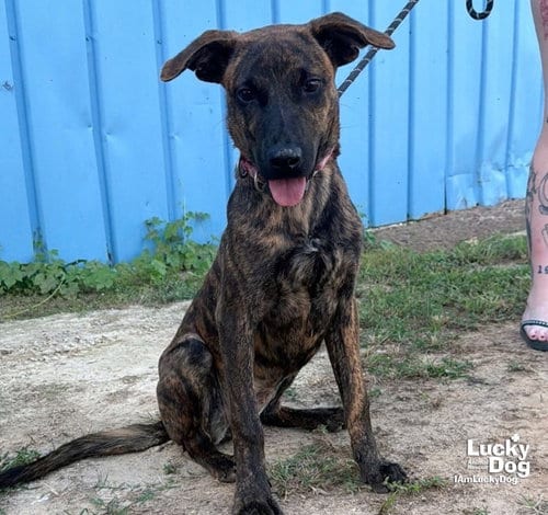 Photo of Sassy Doo, adoptable Shepherd in Washington, District of Columbia