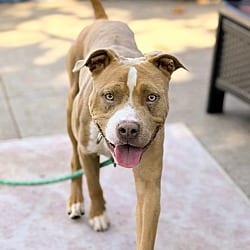 Photo of Barley, adoptable American Pit Bull Terrier in Oakland, California
