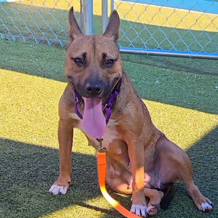 Photo of Vera, adoptable Terrier, Pit Bull in Jacksonville, North Carolina