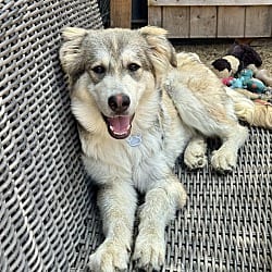 Photo of Zuri, adoptable Great Pyrenees in Valley Glen, California
