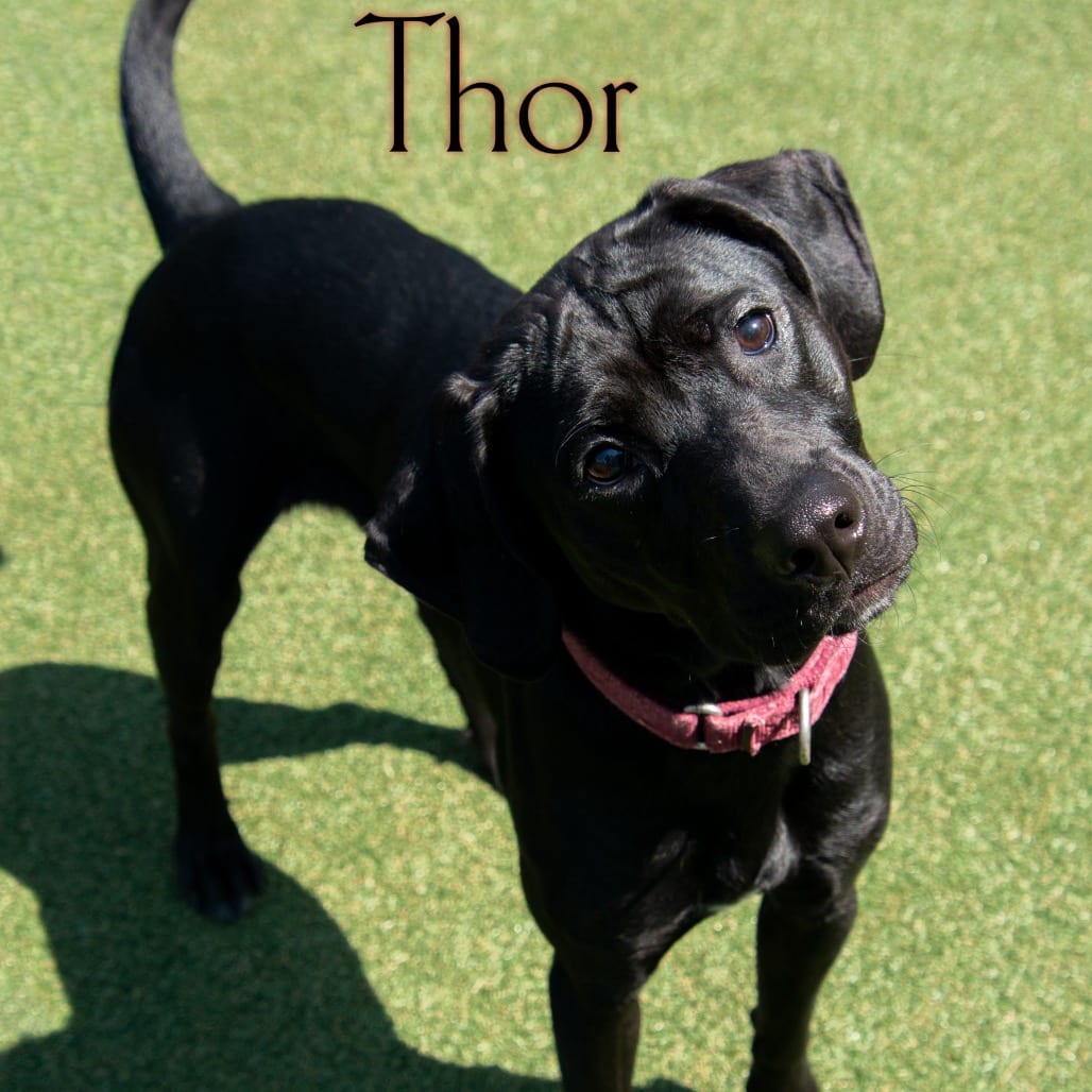Photo of Thor, adoptable Hound / Mixed Breed (Medium) in Waynesboro, Pennsylvania