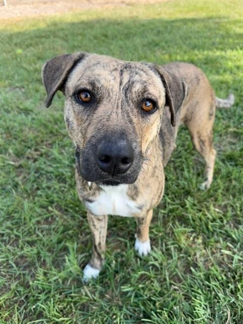 Photo of Charlie, adoptable Labrador Retriever in Conroe, Texas