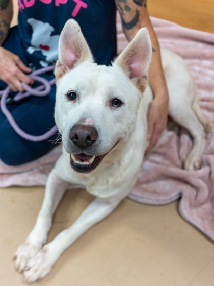Photo of Equate, adoptable dog in Chamblee, Georgia