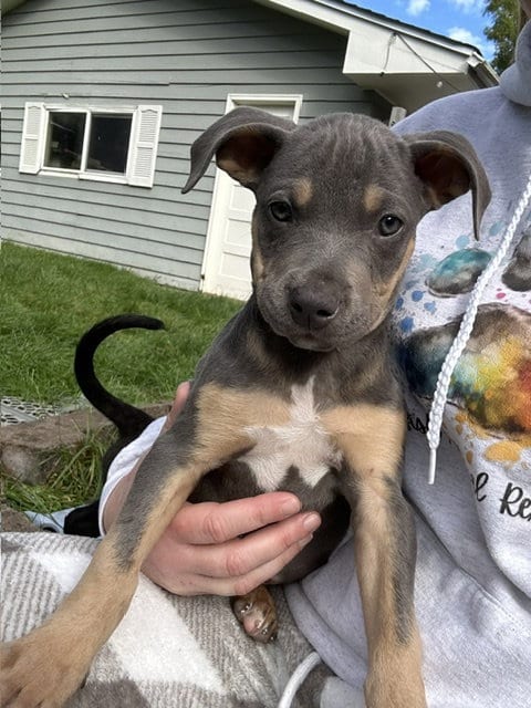 Photo of Tigger, adoptable Terrier in Plainfield, Illinois