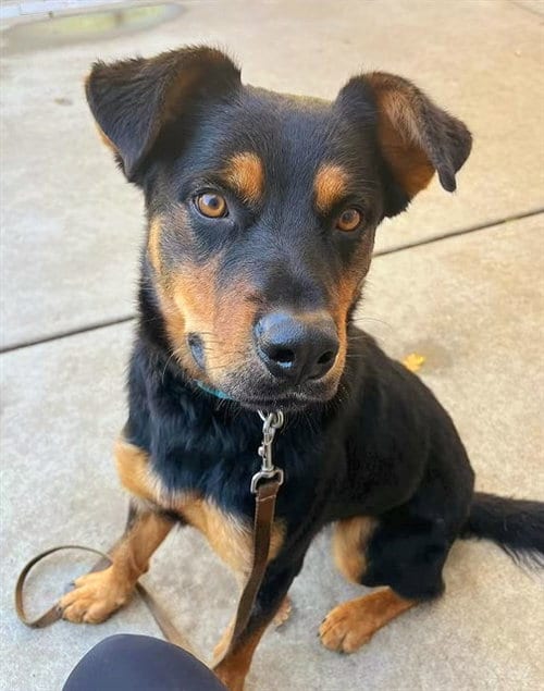 Photo of Dean Martin, adoptable German Shepherd Dog in Sacramento, California