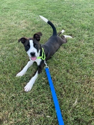 Photo of Pegasus, adoptable dog in Atlanta, Georgia