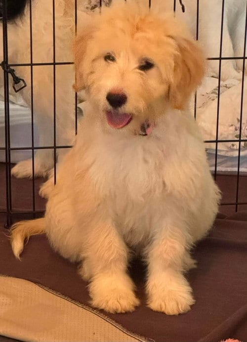 Photo of Daisy-meet me 9/29, adoptable Great Pyrenees in Croydon, New Hampshire