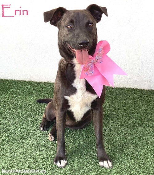 Photo of Erin, adoptable Labrador Retriever in San Diego, California