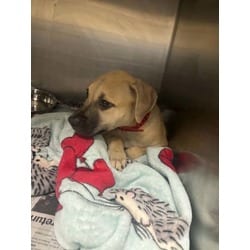 Photo of Sweetheart, adoptable American Staffordshire Terrier in Baton Rouge, Louisiana