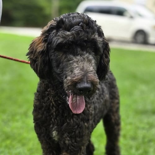 Photo of Pea, adoptable Poodle (unknown type) in Yardley, Pennsylvania