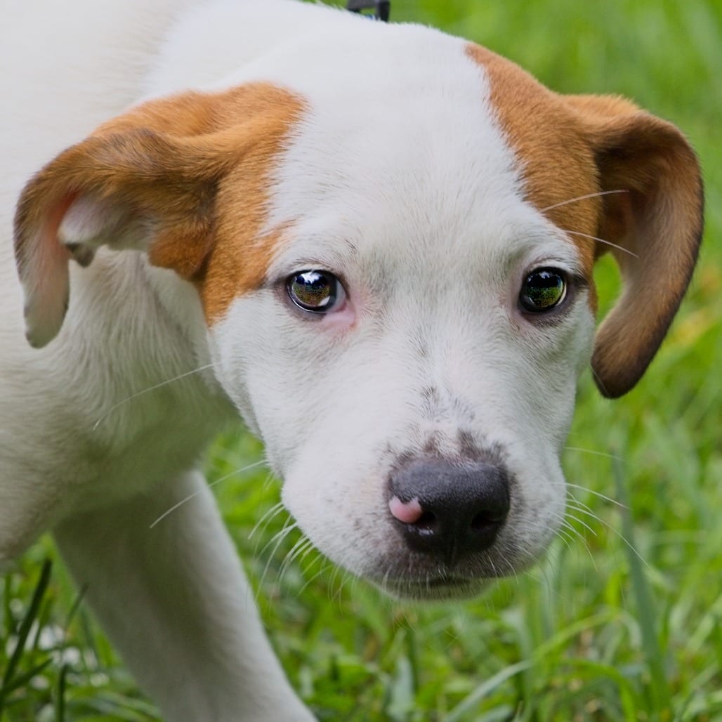 Photo of Lucio, adoptable Mixed Breed (Medium) in South Elgin, Illinois