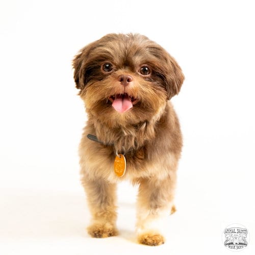 Photo of Matthew, adoptable Shih Tzu in Fort Montgomery, New York