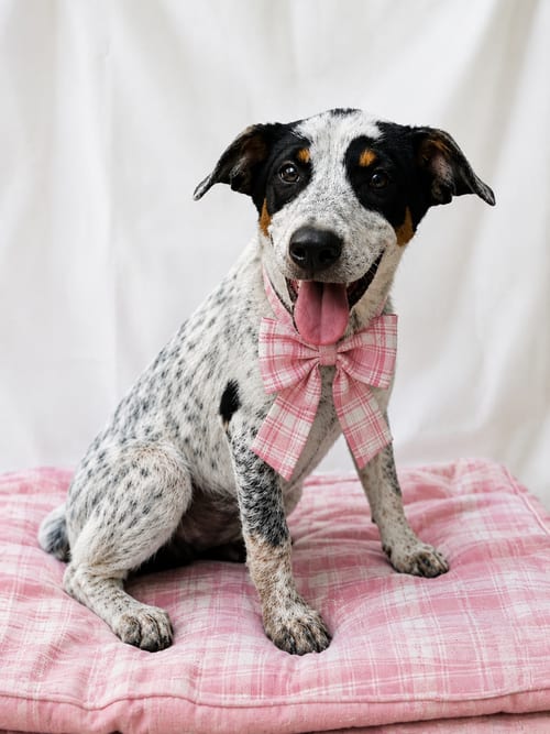 Photo of Jack A Bea, Jack A Bea, adoptable Jack Russell Terrier in Mt. Laurel, New Jersey