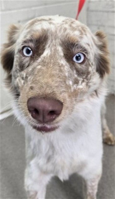 Photo of Sarah, adoptable Australian Shepherd in San Bernardino, California