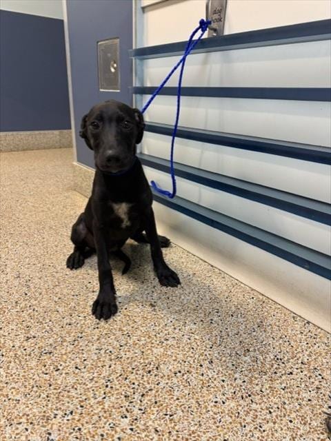 Photo of Daisy, adoptable Labrador Retriever mix in Miami, Florida