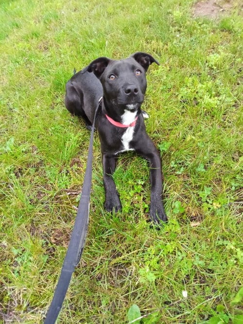 Photo of Ash, adoptable Labrador Retriever in Pottstown, Pennsylvania