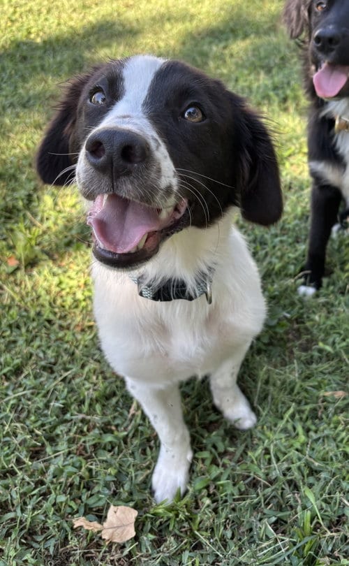 Photo of Striker, adoptable Border Collie in St. Louis, Missouri